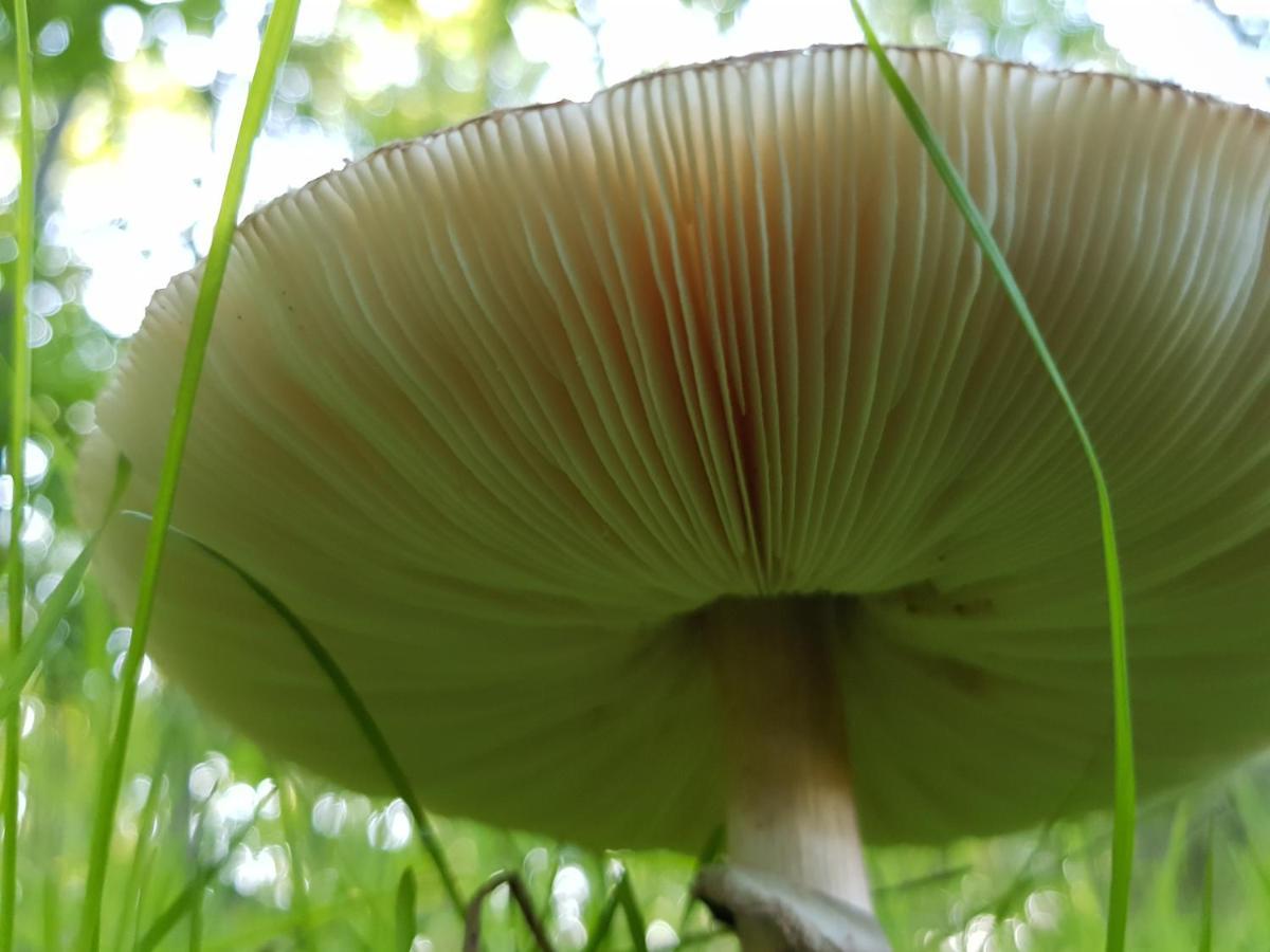 Szeruskert Vendeghaz Pusztaszer别墅 外观 照片