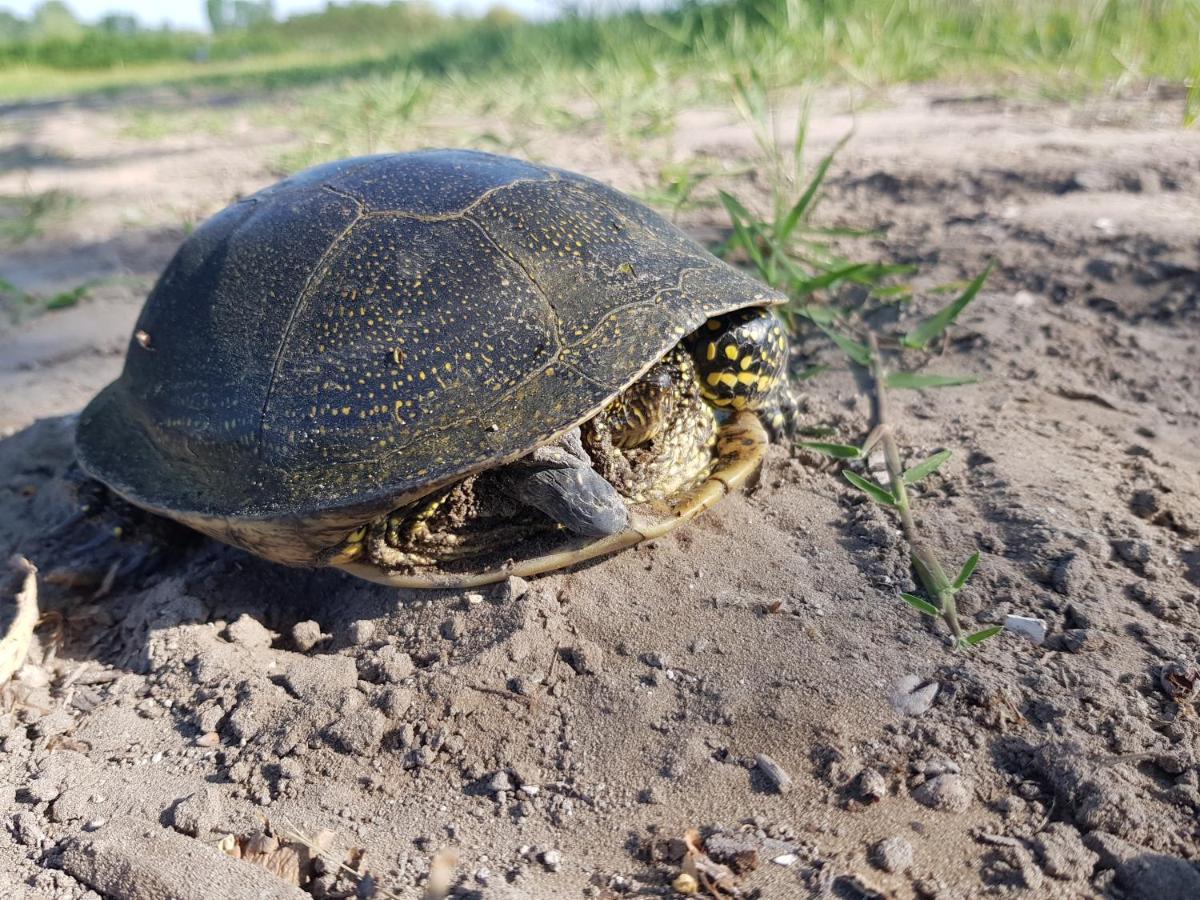 Szeruskert Vendeghaz Pusztaszer别墅 外观 照片